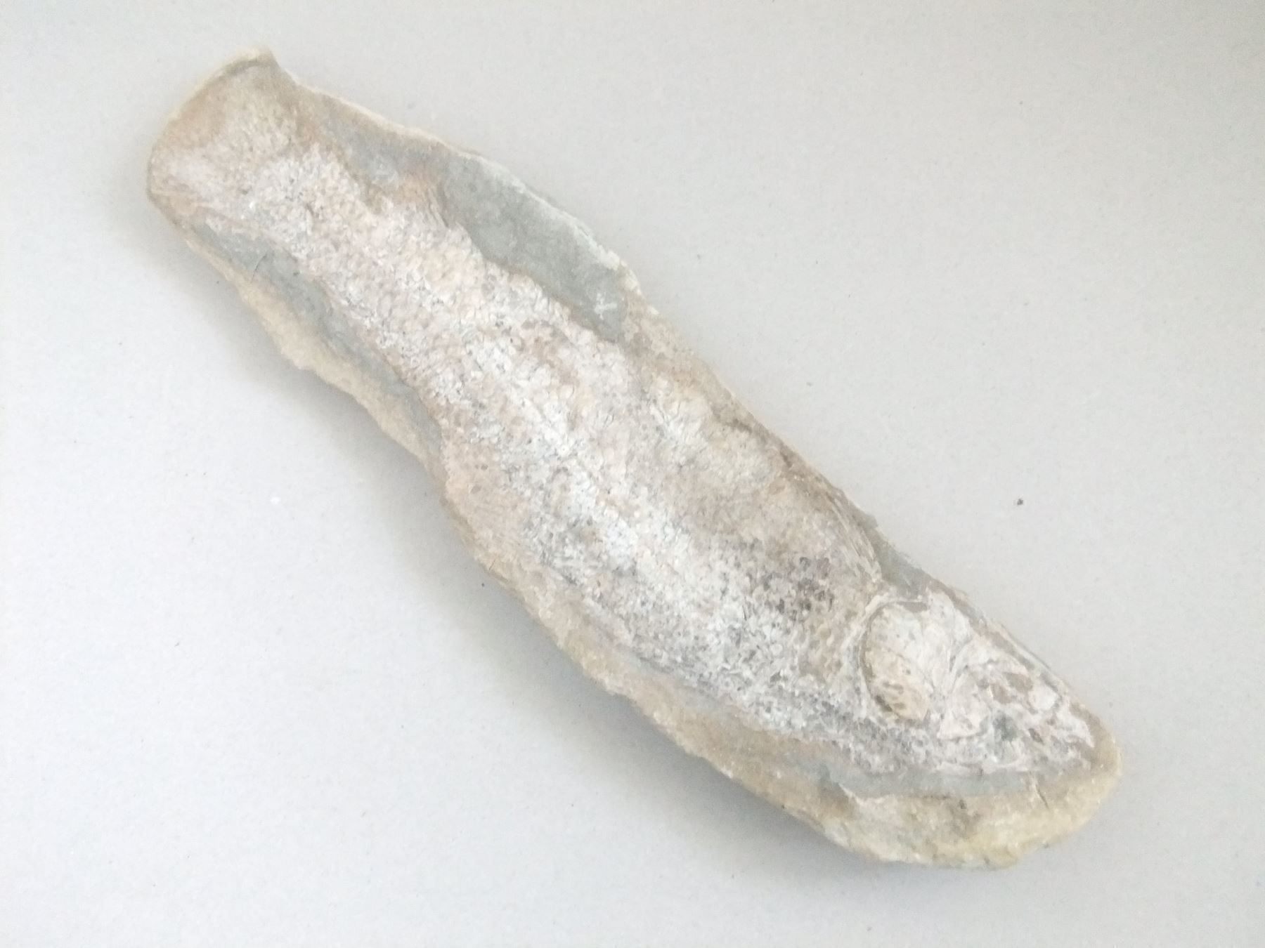 Fossilien: Mineralien Grosser Fisch – Gebraucht aus Esslingen von eintagammeer 2