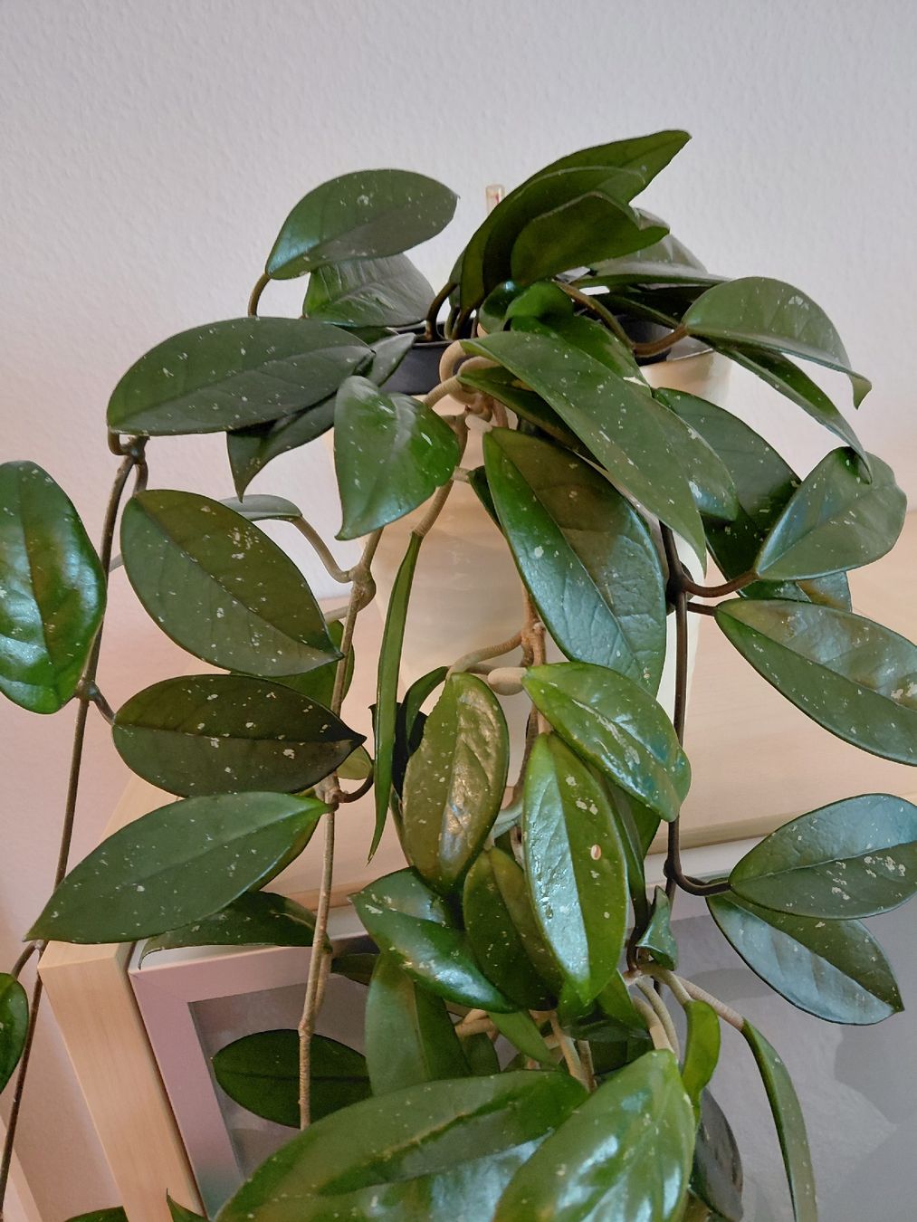 Piante & sementi: zimmerpfllanze hoya carnosa – Nuovo (secondo la descrizione) da Amriswil venduto da Trixi022 2
