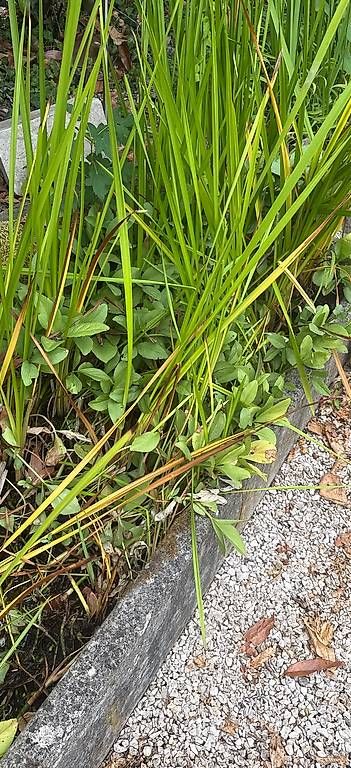 Plantes & graines: WASSERPFLANZEN – D'occasion à Flüh par Scheia 1
