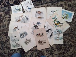 OISEAUX  13 GRAVURES