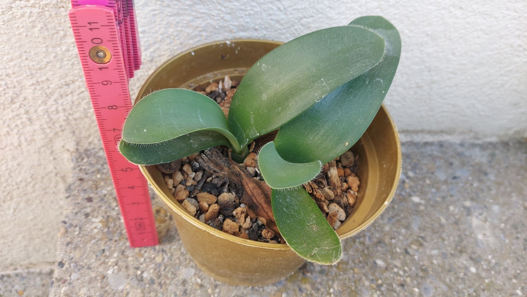 Haemanthus albiflorus / weisse Blutblume / Elefantenohr (Neu (gemss  Beschreibung)) in Thalheim fr CHF 10  mit Lieferung auf Ricardo kaufen