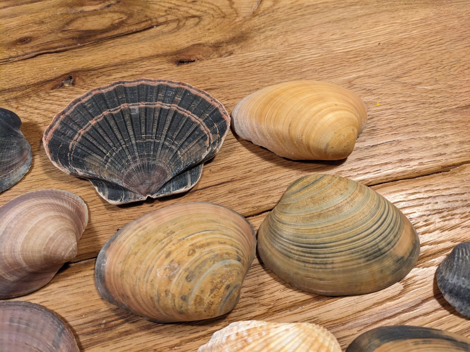 Tutte le decorazioni: Wunderschöne Muscheln, Deko oder Basteln – Usato da Basel venduto da labaffe01 3