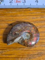 Fossil Ammonit Madagaskar Rarität Opalisiert Miniatur