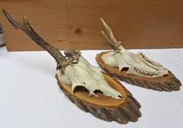 2 alte Geweihe, mit Aufhängevorrichtung