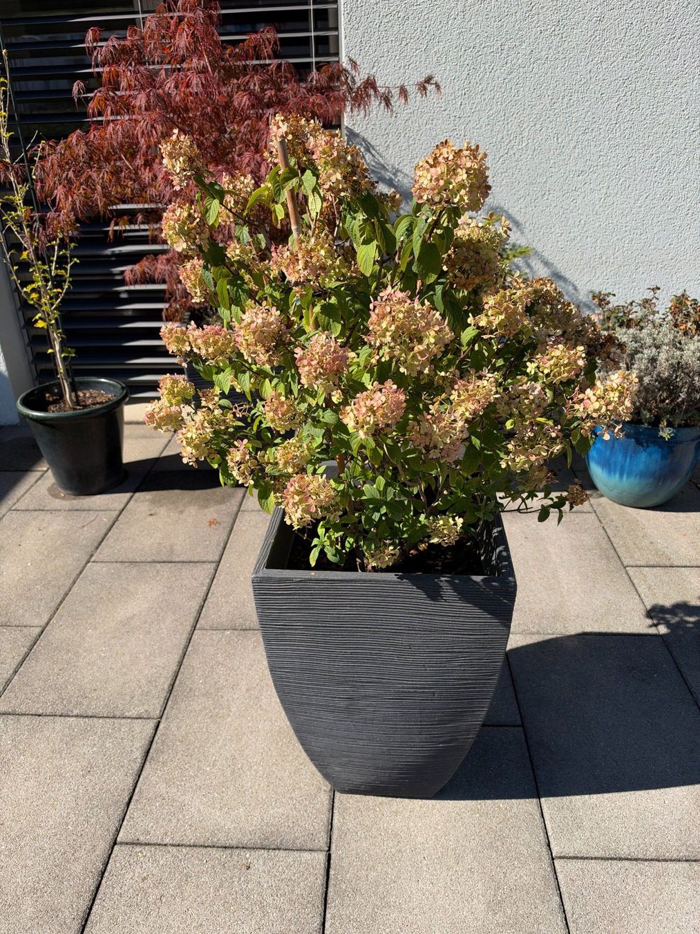 Piante & sementi: Waldhortensie – Usato da Root venduto da calmchris 3