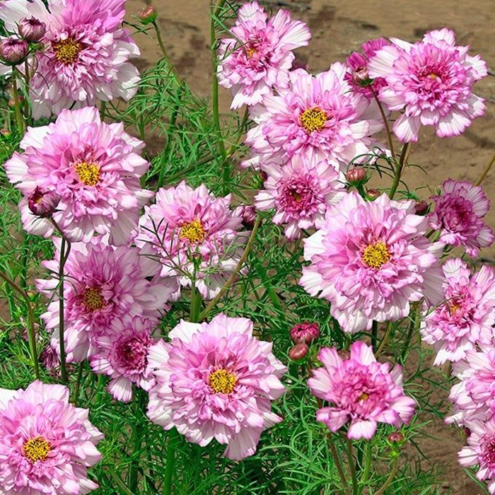 Pflanzen & Samen: 50 Samen Schmuckkörbchen DOUBLE DUTCH ROSE – Neu (gemäss Beschreibung) aus Ehrendingen von VerveinaSamen 4