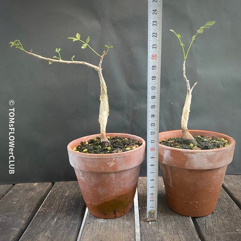 Piante & sementi: Bursera Fagaroides / Duft-Bursera . – Nuovo e nell'imballaggio originale da Adliswil venduto da astom369 6