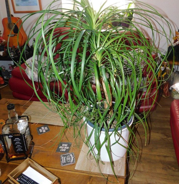 Fresh Plants Nolina Elefantenfuß - 100 Cm Zimmerpflanze Im 32 Cm Topf