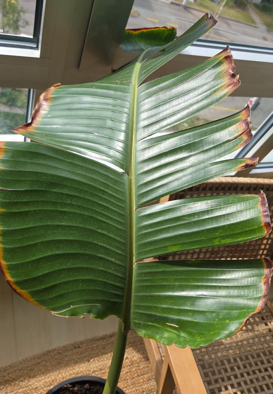 Piante & sementi: Strelitzia nicolai (ca. 90cm) – Usato da Zürich venduto da wile_coyote 4