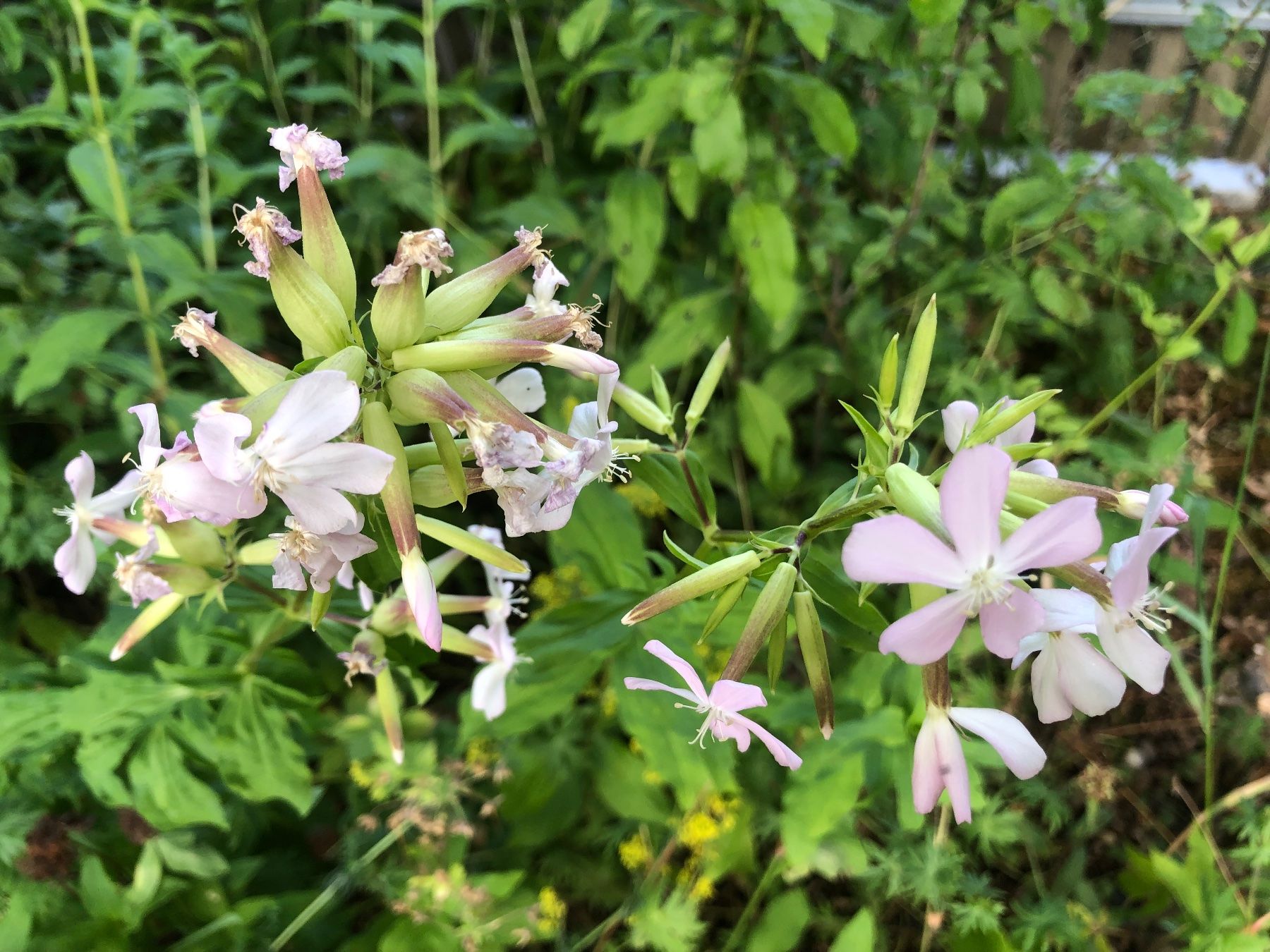 Pflanzen & Samen: Gebräuchliches Seifenkraut , einheimisch , mehrjährig – Gebraucht aus Rickenbach ZH von Topas014 1