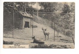 MEILEN Bachtobel-Hirschpark