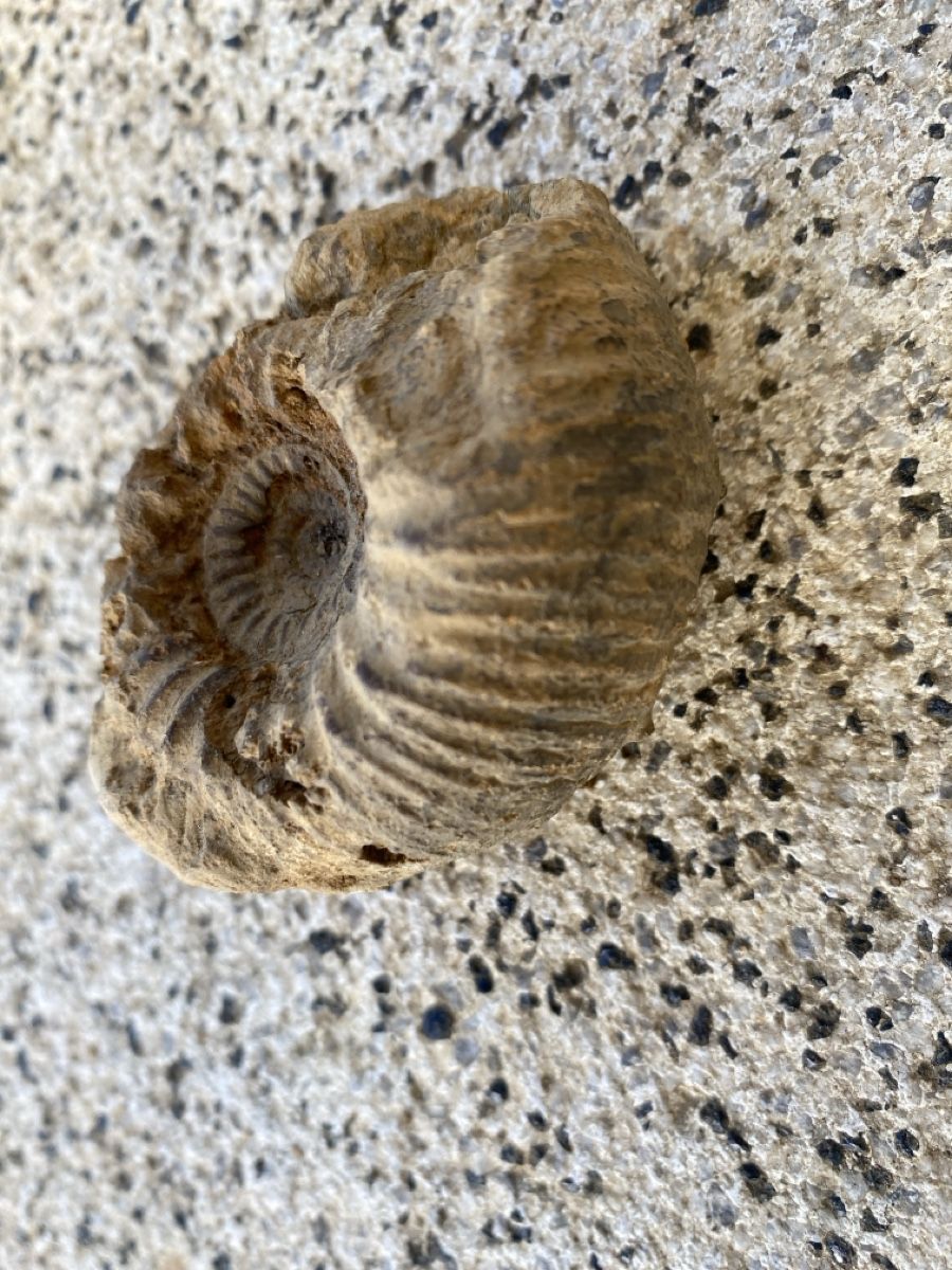 Fossili: Fossilien - Ammonit – Usato da Liestal venduto da Stephanoceras1 1