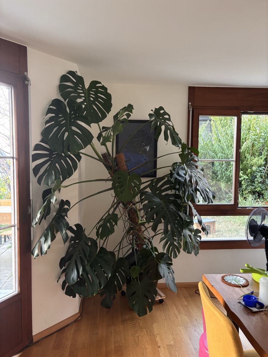 Pflanzen & Samen: Monstera deliciosa XXL – Neu und originalverpackt aus Binningen von ely_ys5d 1