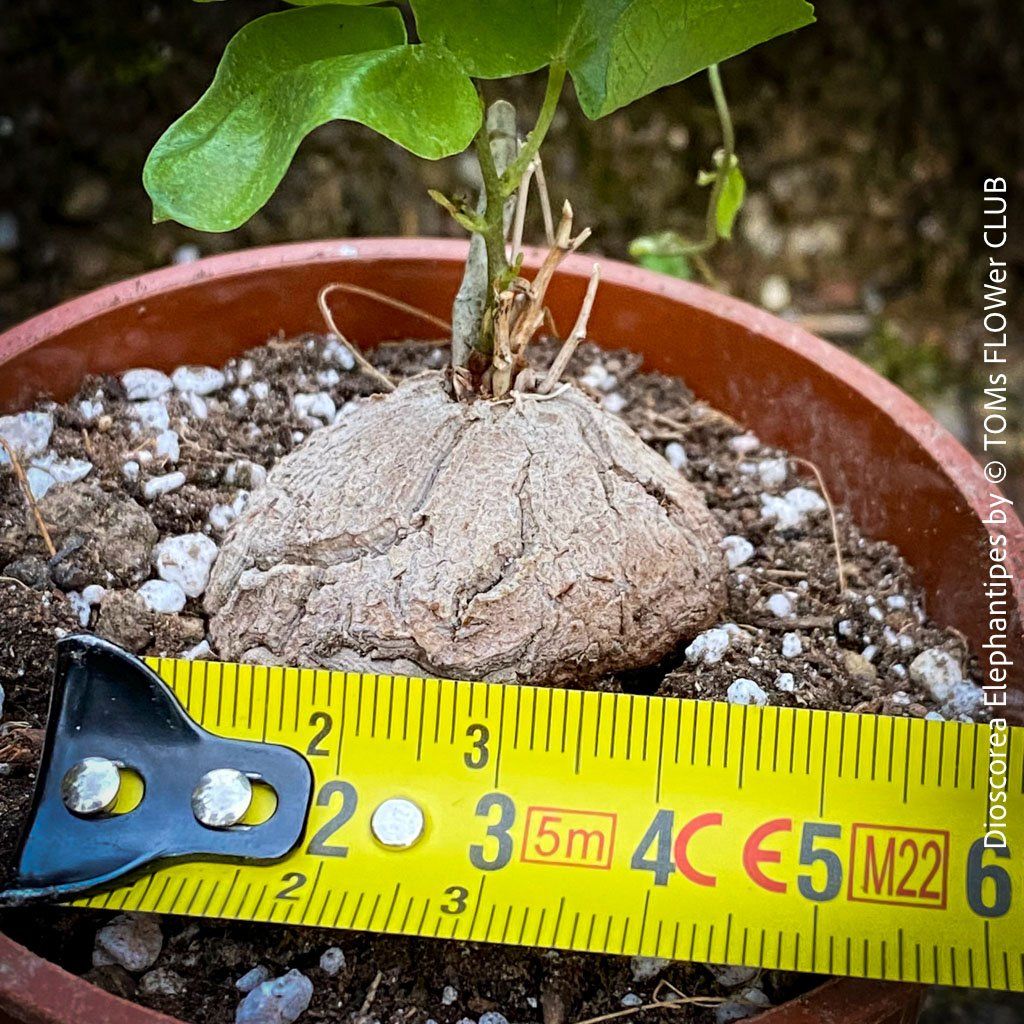 Pflanzen & Samen: Dioscorea elephantipes - "Turtle Plant" aus Südafrika – Neu und originalverpackt aus Adliswil von astom369 6