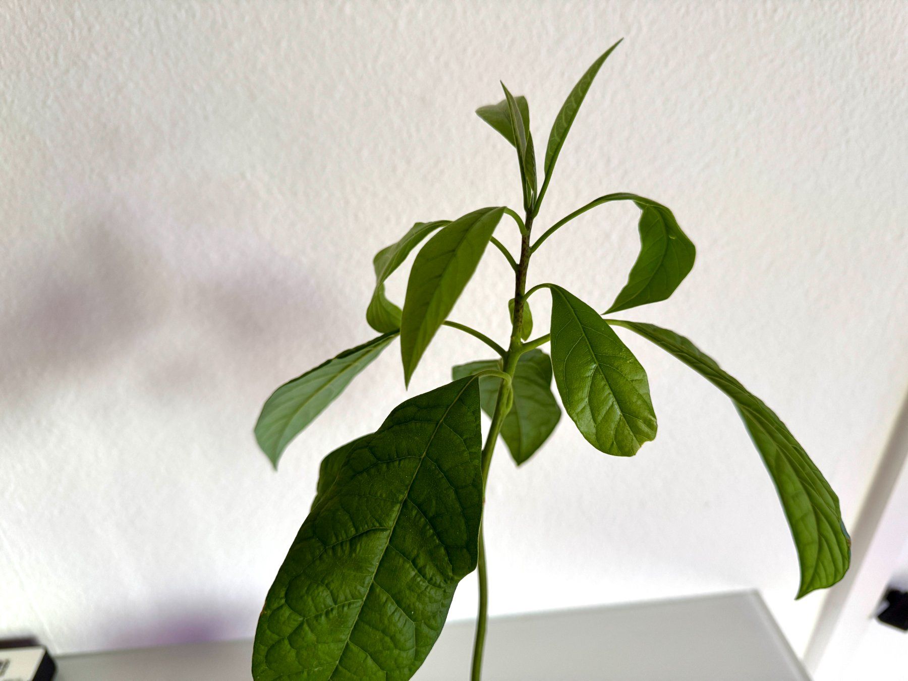 Piante & sementi: Avocado Baum (wiggle trunk) – Usato da Schlieren venduto da Edgar_k 4