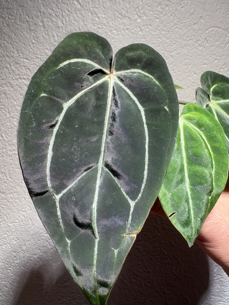 Plantes & graines: Anthurium Carlablackiae x noid  – D'occasion à Chézard-St-Martin par marcomix01 5
