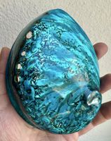 Gefärbtes Türkis, polierte Abalone✨13.5cm✨