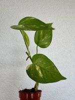 Epipremnum aureum ‘Golden Pothos’ 🌿