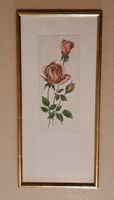 Botanik: Kolorierte Rosen von E. Traber, Original Radierung