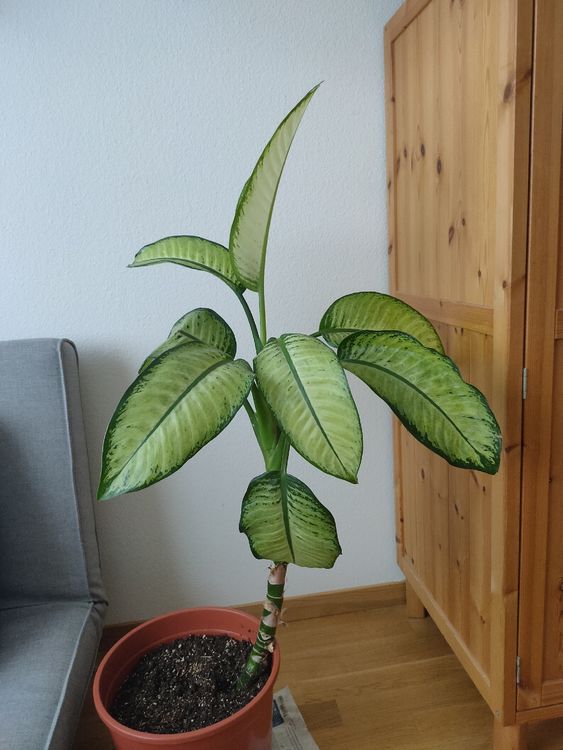 Dieffenbachia Pflanze mit Untertopf Kaufen auf Ricardo