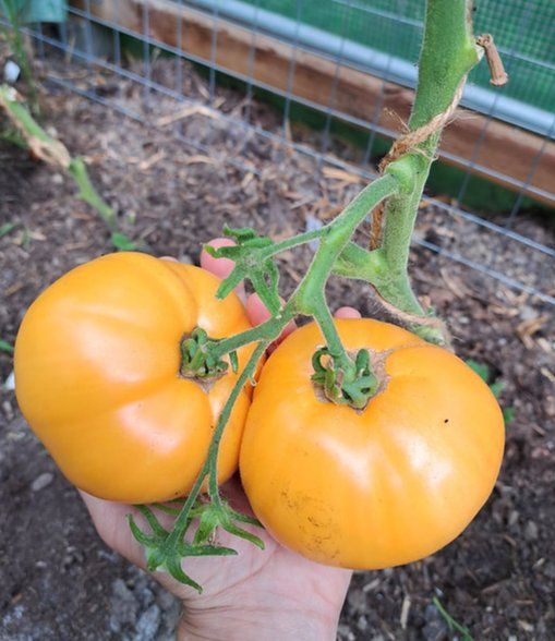 Piante & sementi: Ananas-TOMATE Gelb / 5 Samen – Nuovo (secondo la descrizione) da Hinteregg venduto da ERFOLG78 2