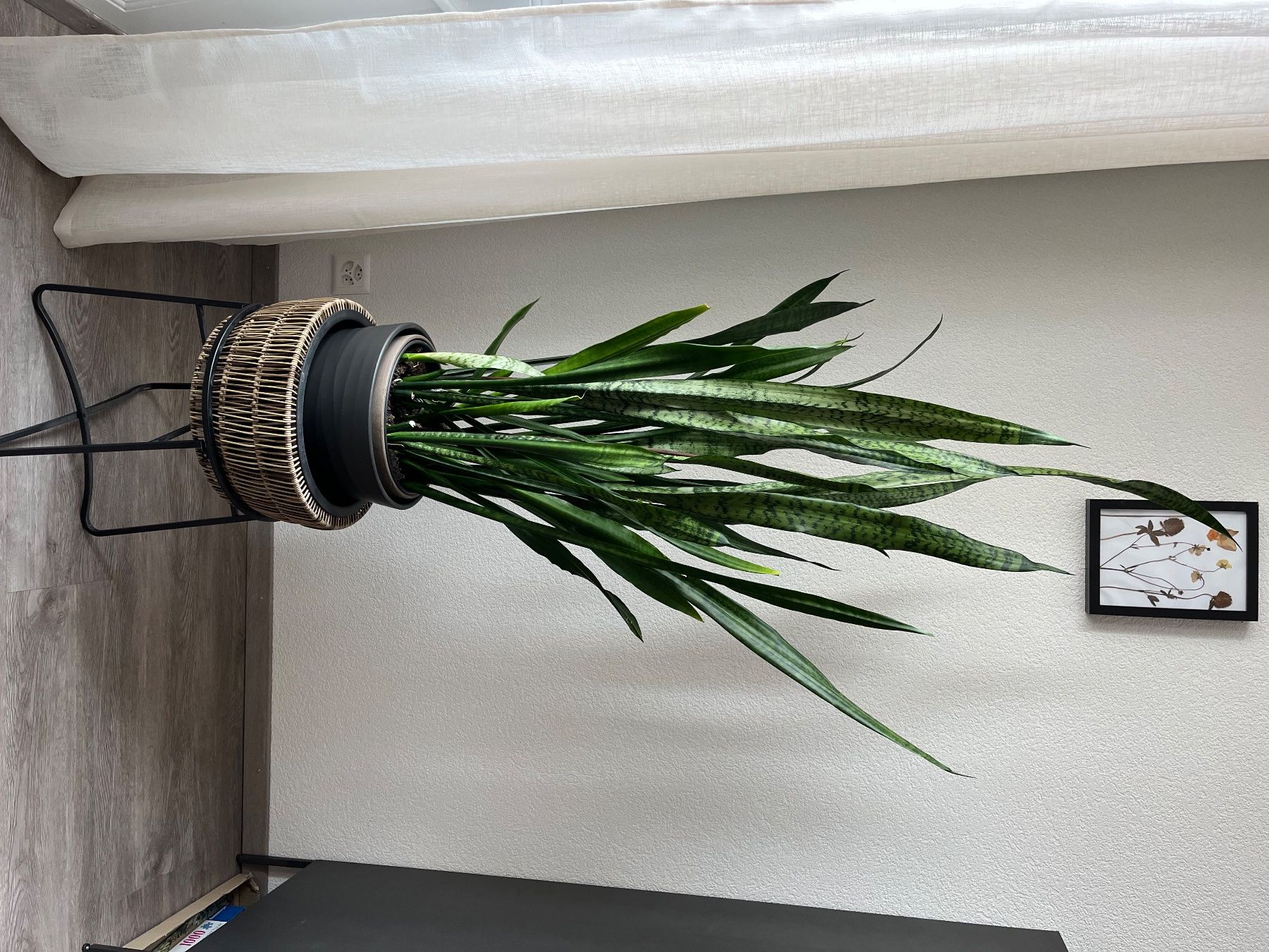 Pflanzen & Samen: Belle plante verte d'intérieur – Gebraucht aus La Chaux-de-Fonds von Trogir