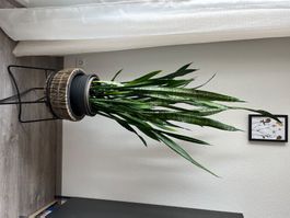Belle plante verte d'intérieur