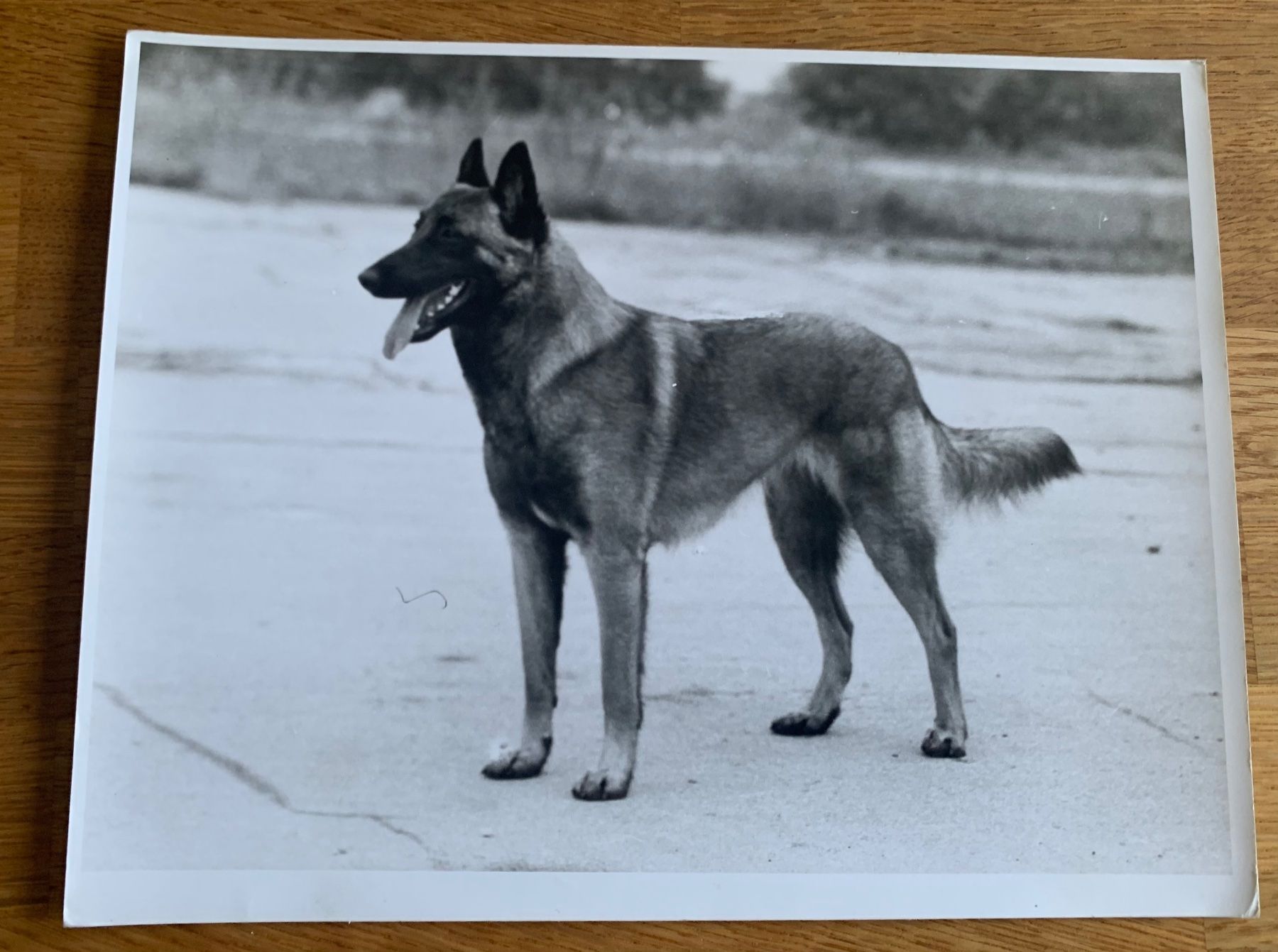 Foto & Immagini: Foto eines belgischen Schäferhundes Malinois – Usato da Bern venduto da Artbrokerswitzerland
