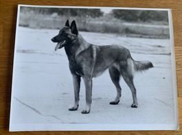 Foto eines belgischen Schäferhundes Malinois