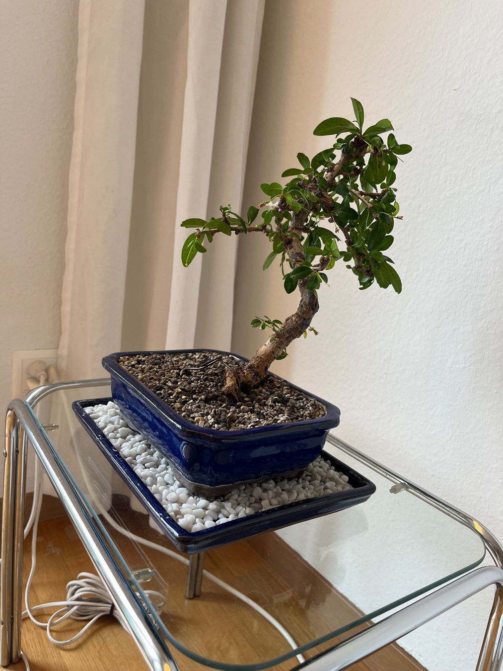 Carmona Fukientee Zimmerbonsai inkl. Topf und Unterlage (Gebraucht) in  Meilen fr CHF 28  nur Abholung auf Ricardo kaufen