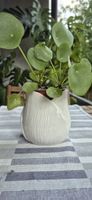 Pianta Pilea peperomioides in vaso bianco 