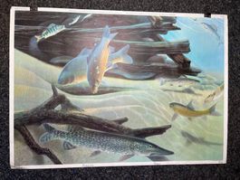 schulwandbild, fische, forelle, hecht