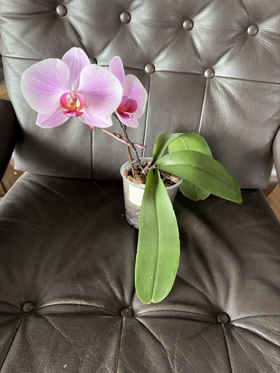 Piante & sementi: Wunderschöne Orchidee mit zarten Blüten, Zimmerpflanze – Usato da Opfershofen TG venduto da dan_nxk8 1