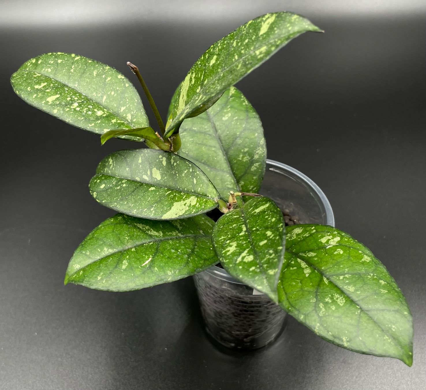 Piante & sementi: Hoya crassipetiolata in Stratum 2/2 – Nuovo (secondo la descrizione) da Bühler venduto da googelibear