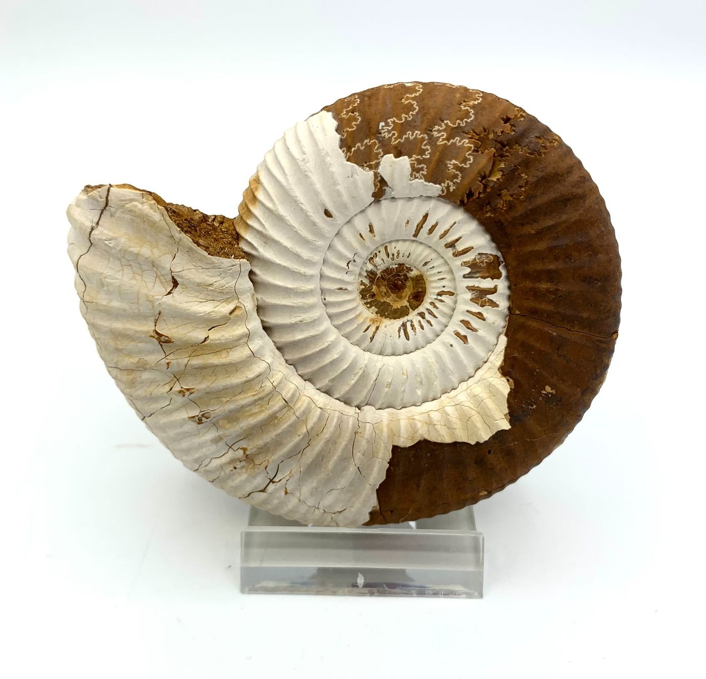 Fossili: Ammonit - Perisphinctes sp. – Nuovo (secondo la descrizione) da Samstagern venduto da Spliti 1