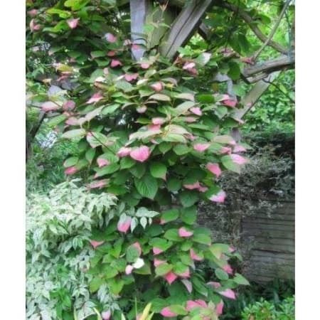 56+ Garten Kaufen Pinache, Wir trennen uns schweren herzens von