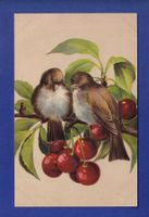 OISEAU - Moineaux