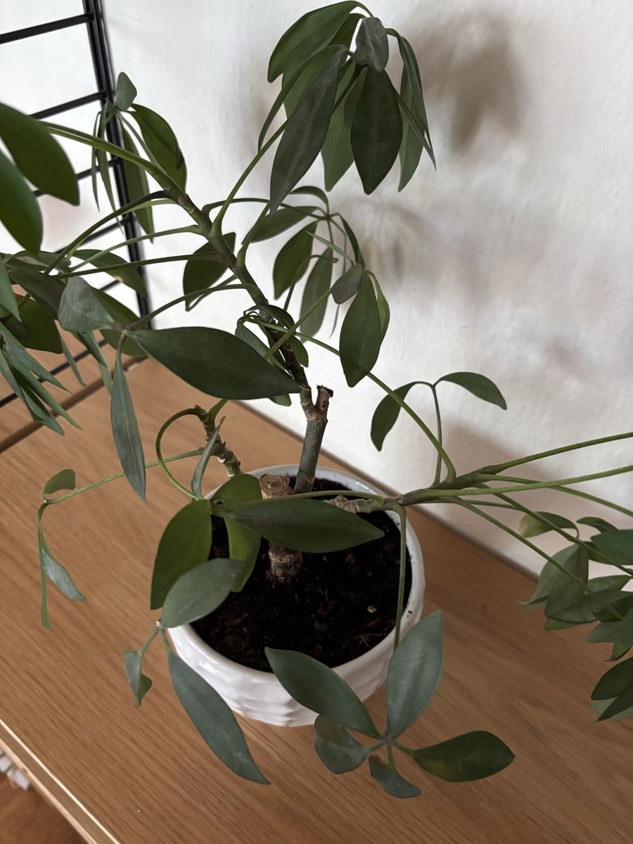 Plantes & graines: Schefflera – D'occasion à Zürich par keegstra 1
