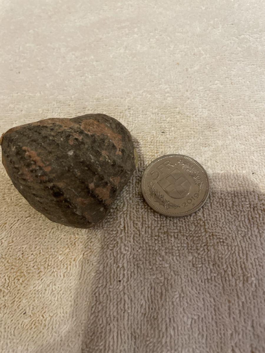 Fossilien: Fossil, Rarität – Gebraucht aus Niederhelfenschwil von ele_zr5b