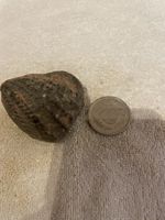 Fossil, Rarität