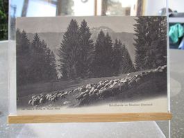 Schaf Herde Bündner Oberland Maggi Ilanz 1906 Postkarte  1