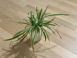 Bündel mit Grünlilien Ablegern 🌱
