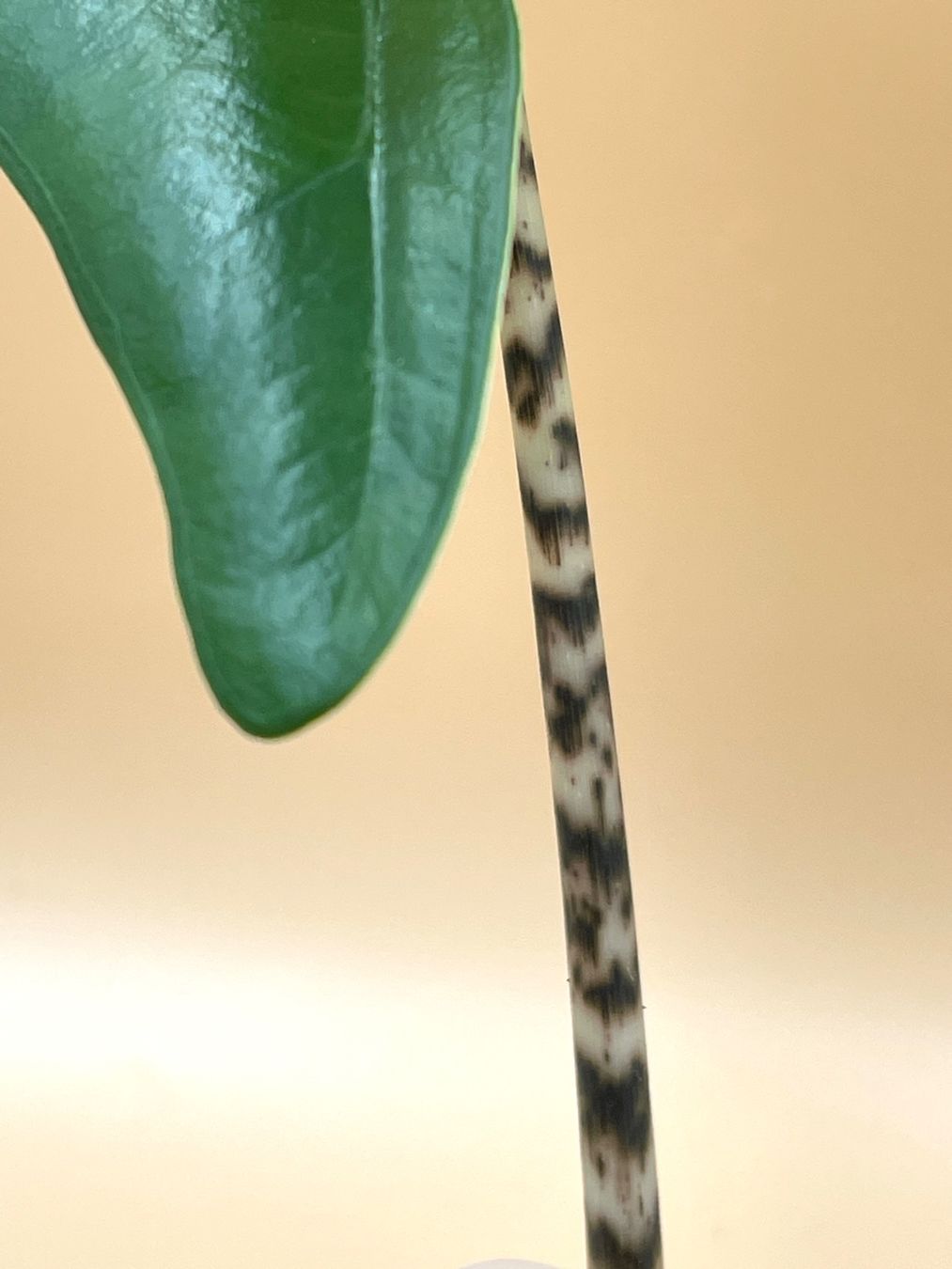 Piante & sementi: Alocasia Zebrina – Nuovo (secondo la descrizione) da Zürich venduto da Leafscape 1
