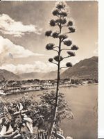 Ascona 1958
