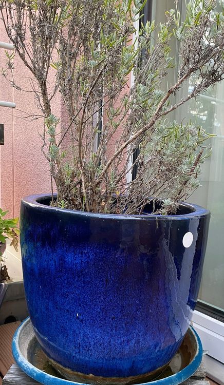 Blumentopf / Pflanzkübel blau glasiert Kaufen auf Ricardo