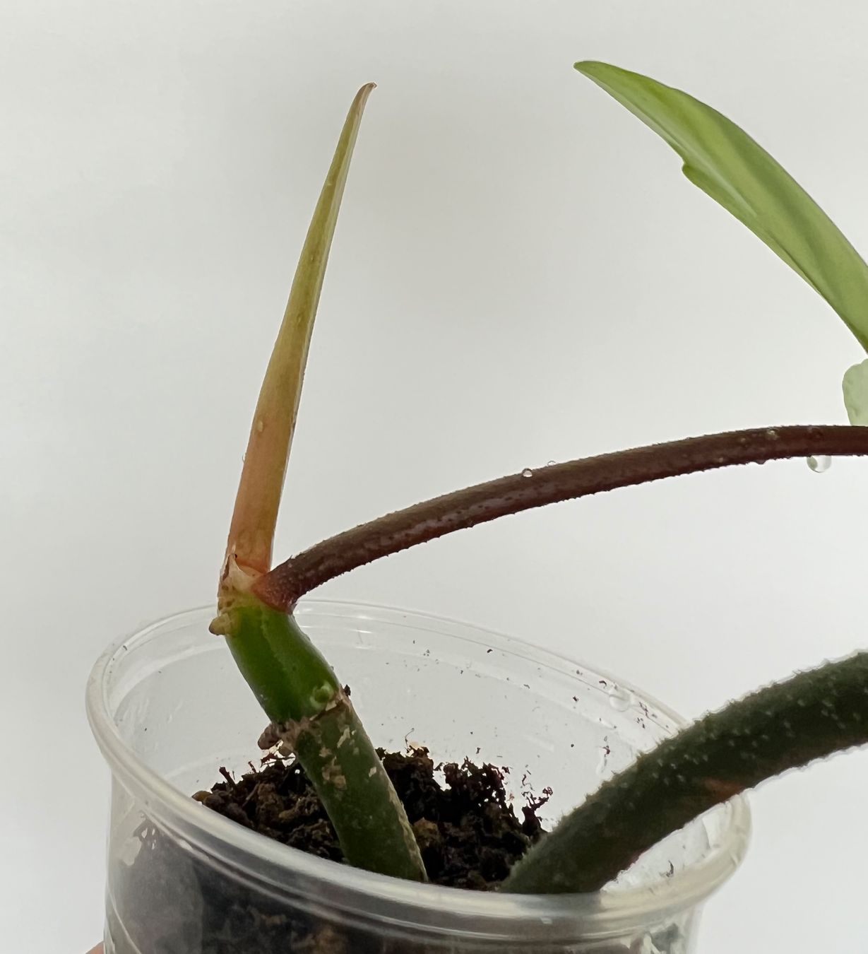 Plantes & graines: Philodendron Florida🔥 – D'occasion à Glattpark(Opfikon) par ste_n99y 3