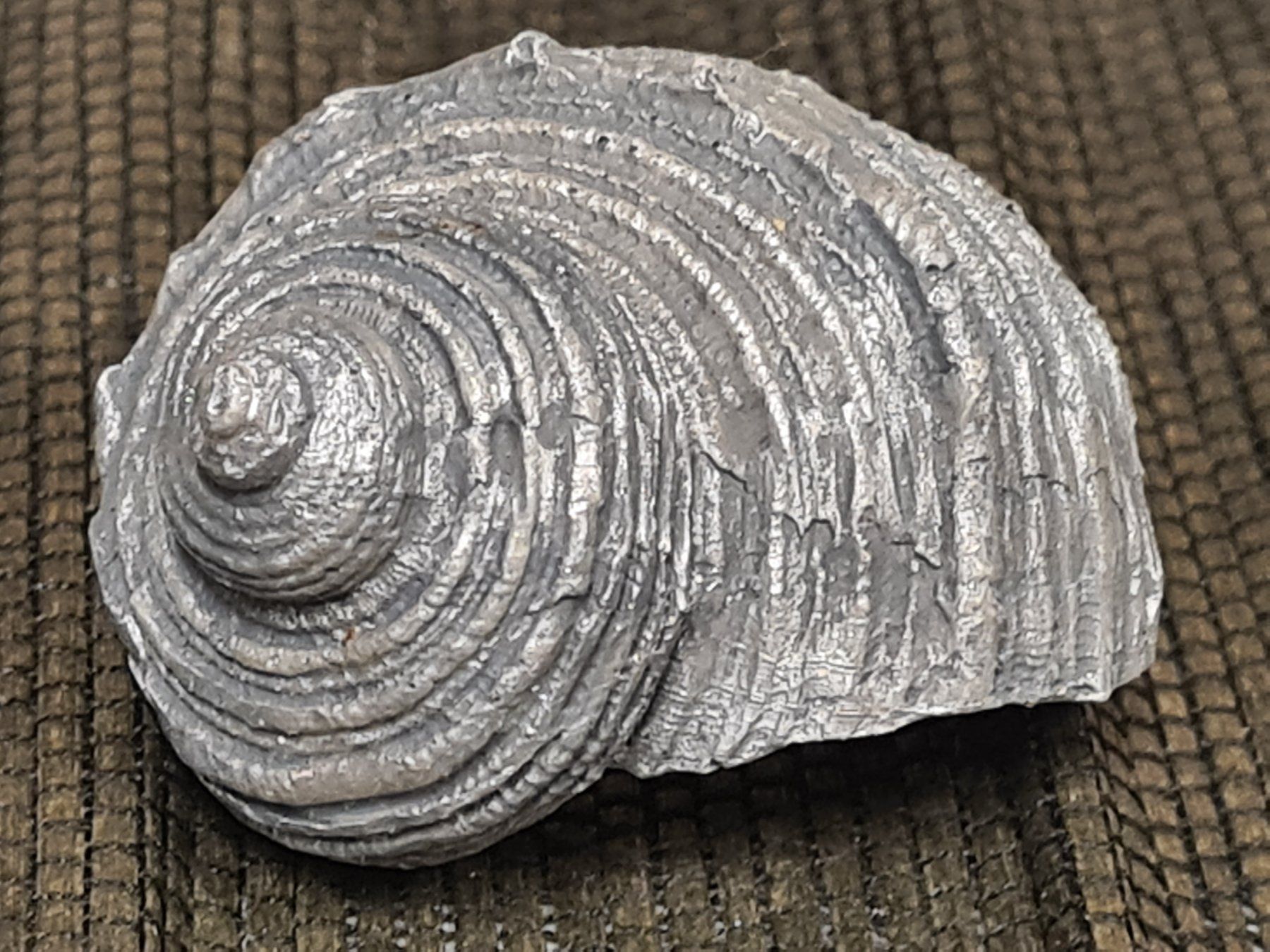 Fossilien: Schnecken- Muschel, 5.5x5 cm – Gebraucht aus Amriswil von kleindeko