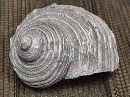 Schnecken- Muschel, 5.5x5 cm