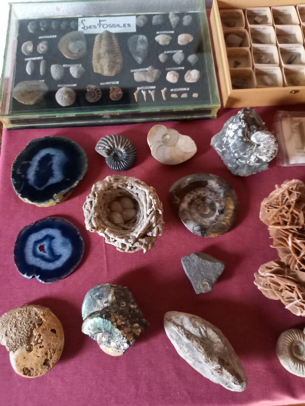 Fossili: Fossiles et minéraux – Usato da Epagny venduto da sig_fj9g