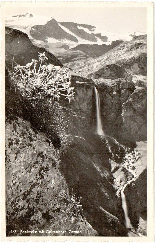 Cartoline postali: GSTAAD Edelweiss mit Geltenhorn – Usato da Jona venduto da philajona